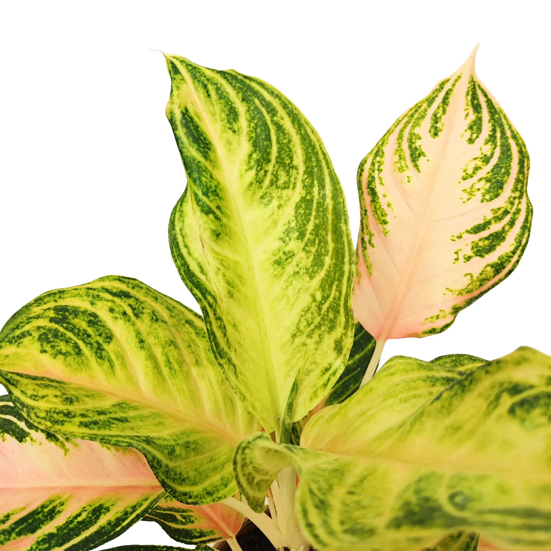 Aglaonema Pink Wave - dettaglio ravvicinato delle foglie rosa pastello e venature verdi