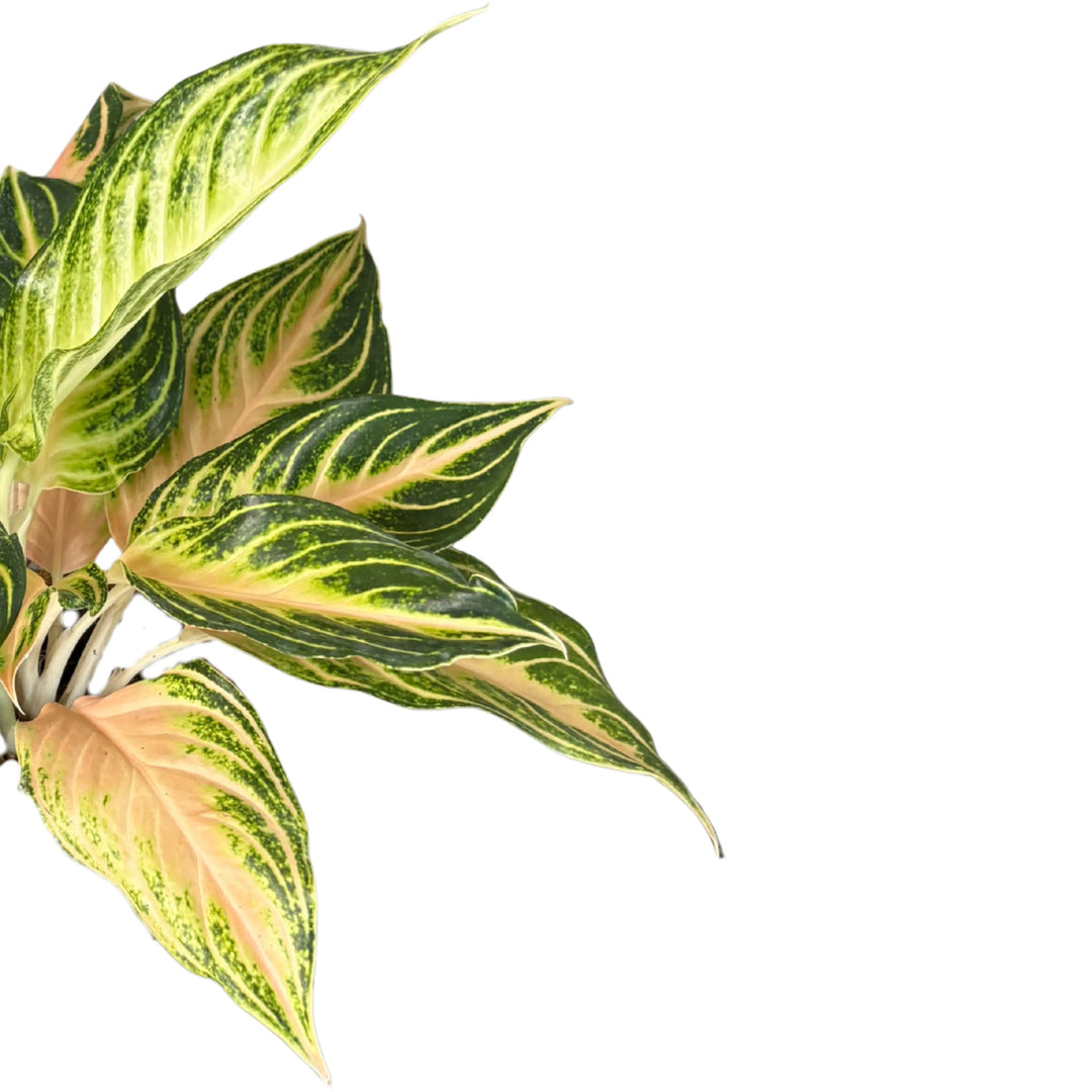 Aglaonema Pink Wave - dettaglio foglie con venature rosa e margini verde intenso