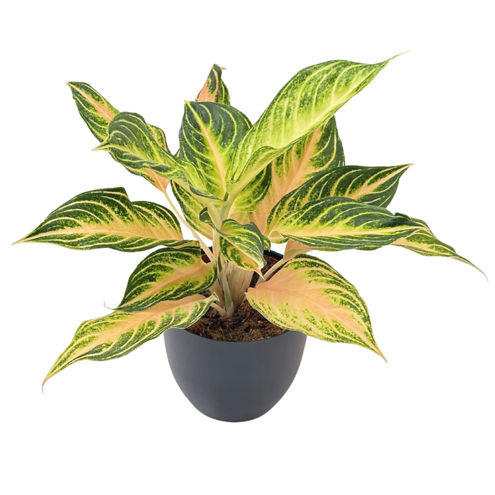 Aglaonema Pink Wave - pianta da interno in vaso nero, foglie variegate verde scuro e rosa pesca