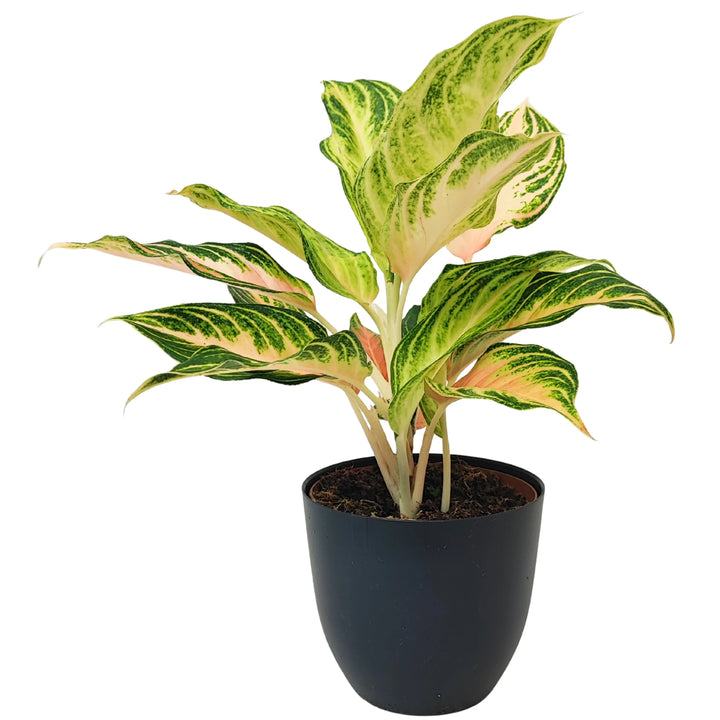 Aglaonema Pink Wave - pianta da appartamento in vaso nero, foglie variegate rosa