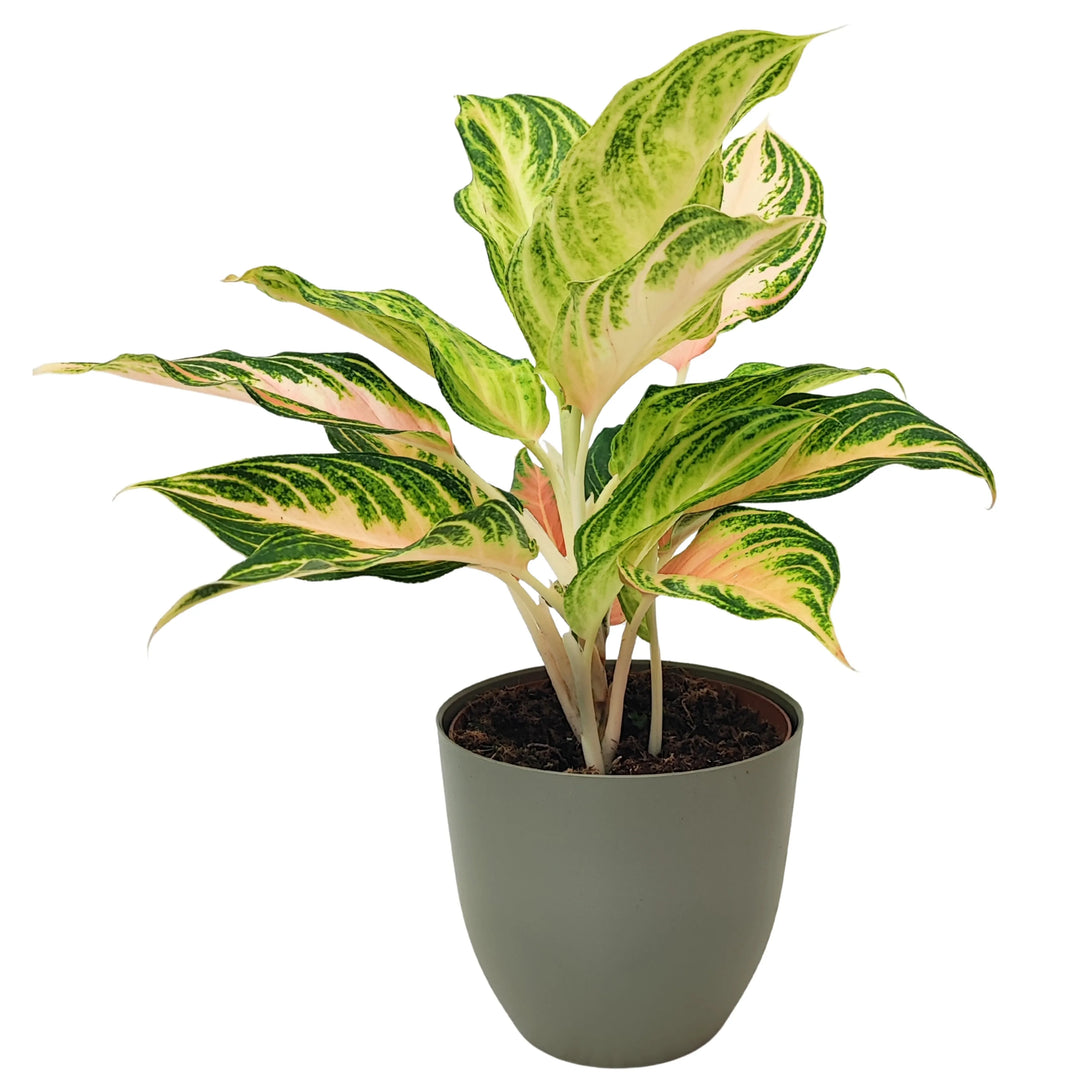 Aglaonema Pink Wave - pianta decorativa in vaso verde salvia, fogliame rosa e verde