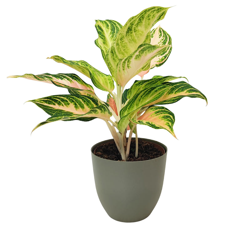 Aglaonema Pink Wave - pianta decorativa in vaso verde salvia, fogliame rosa e verde