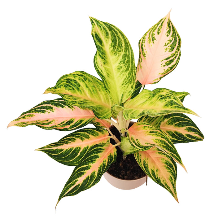 Aglaonema Pink Wave - vista dall'alto, fogliame denso con sfumature rosa e verde chiaro