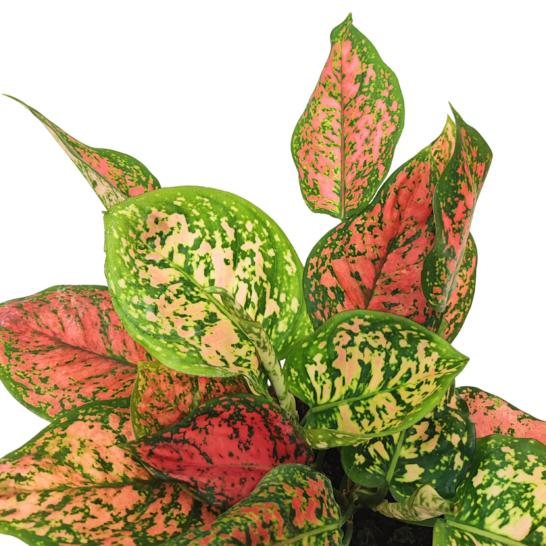 Aglaonema Red Uniame - dettaglio ravvicinato delle foglie rosa e verdi