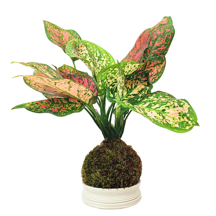 Kokedama Aglaonema Rojo Uniame con caja de regalo