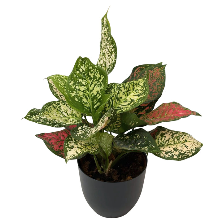 Aglaonema Red Uniame - pianta ornamentale da interno in vaso nero