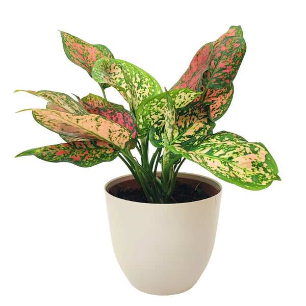 Aglaonema Rouge Uniame