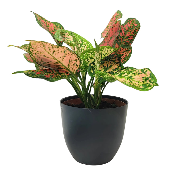 Aglaonema Red Uniame - pianta in vaso nero, venature rosse sulle foglie
