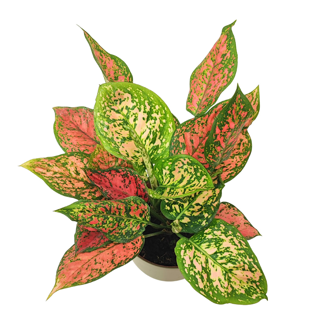 Aglaonema Red Uniame - vista dall'alto delle foglie colorate