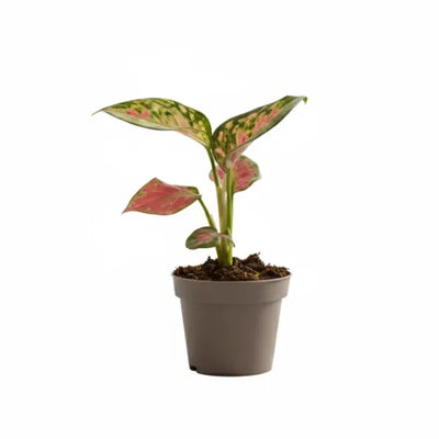 Mini aglaonema red unime