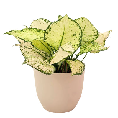 Kiwi blanc Aglaonema