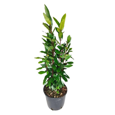Bay Laurel Laurus Nobilis D.18 H.120 cm