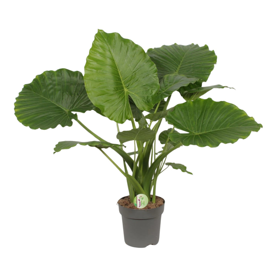 Alocasia gageana California in vaso da 21 cm con grandi foglie verdi