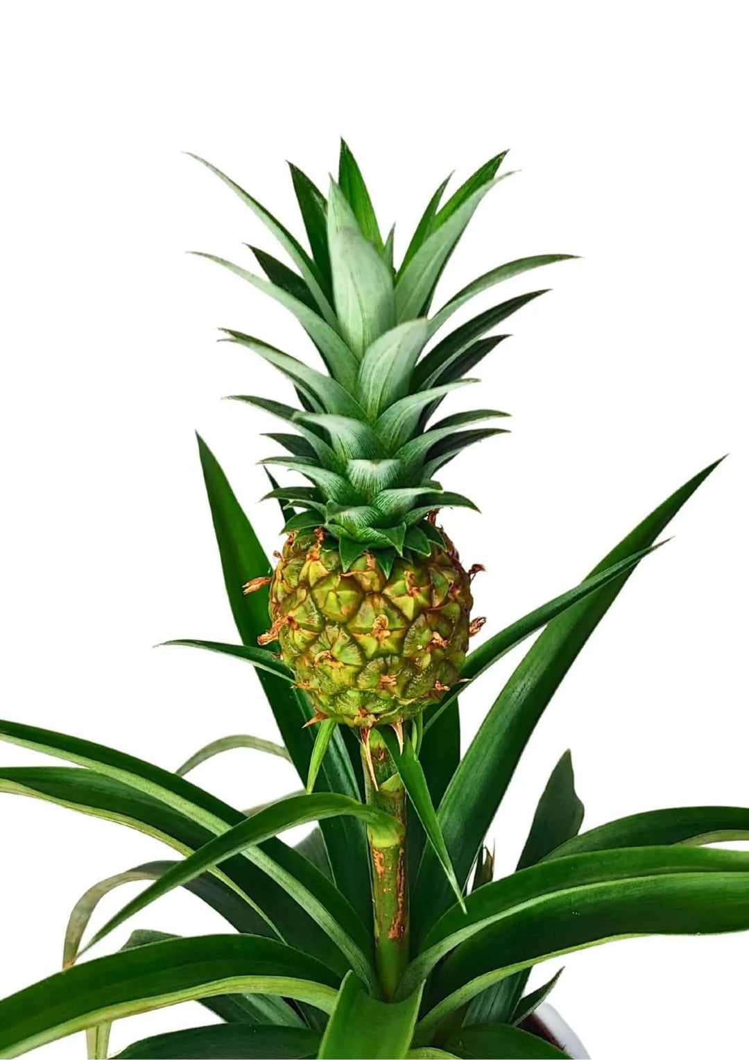 Ananas Amigo - dettaglio ravvicinato del frutto decorativo e delle foglie