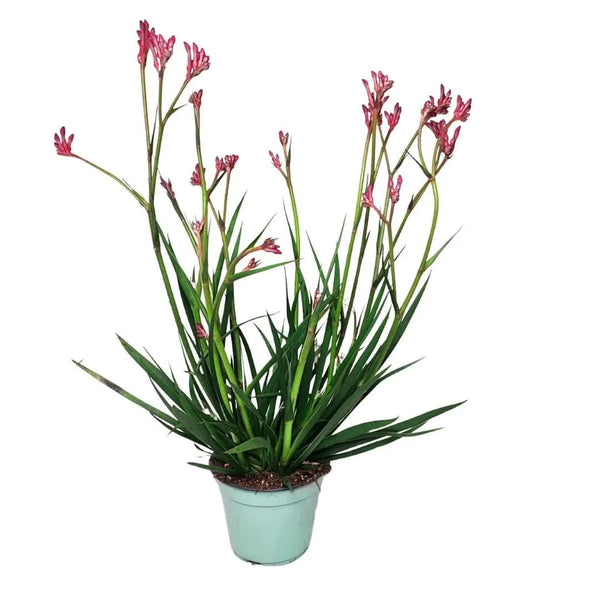 Kangaroo paw