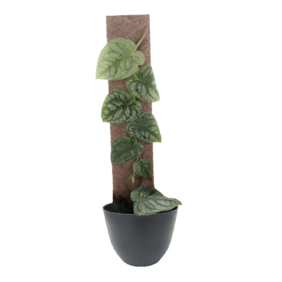 Monstera Dubia online - pianta con foglie a cuore e venature argentate in vaso decorativo