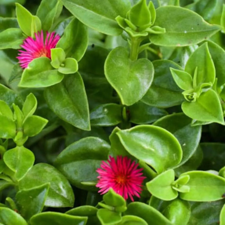 Aptenia cordifolia vaso – dettaglio foglie carnose e piccoli fiori rosa