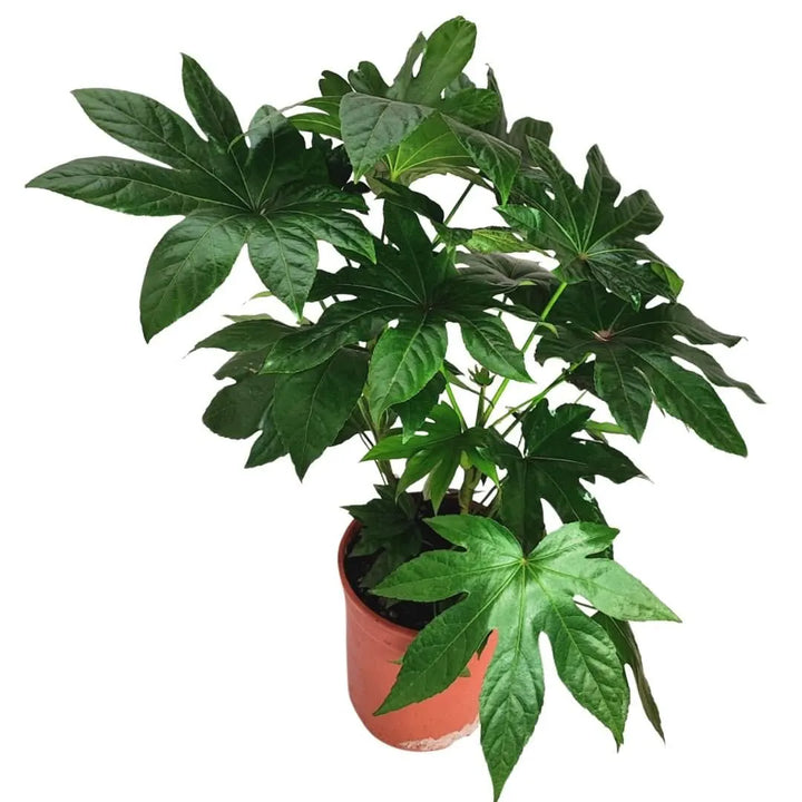 Aralia Sieboldii fatsia - dettaglio delle foglie ampie e decorative con venature