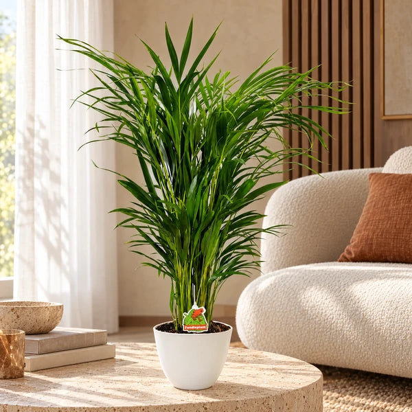 Areca Dypsis lutescens H. 60 cm con coprivaso bianco su tavolino in travertino, in un soggiorno luminoso.