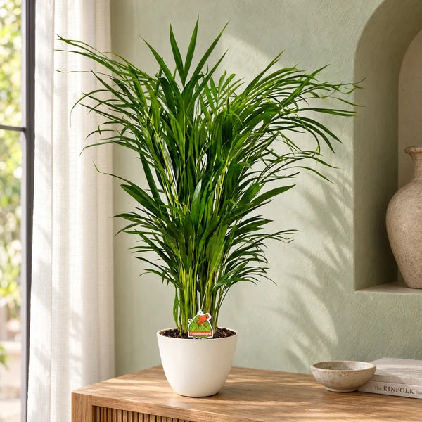 Areca Dypsis lutescens H. 60 cm con coprivaso bianco su consolle in legno, in un ingresso contemporaneo.
