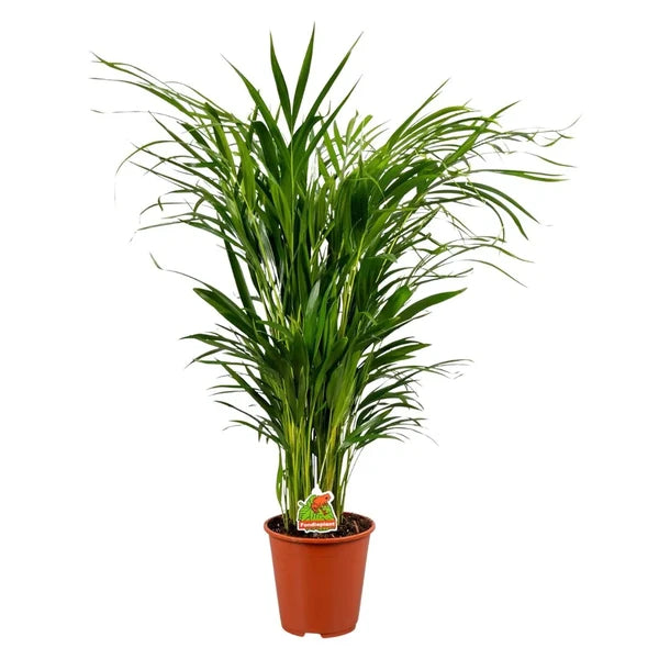 Areca Dypsis lutescens H. 60 cm in vaso da 20 cm, su sfondo bianco.