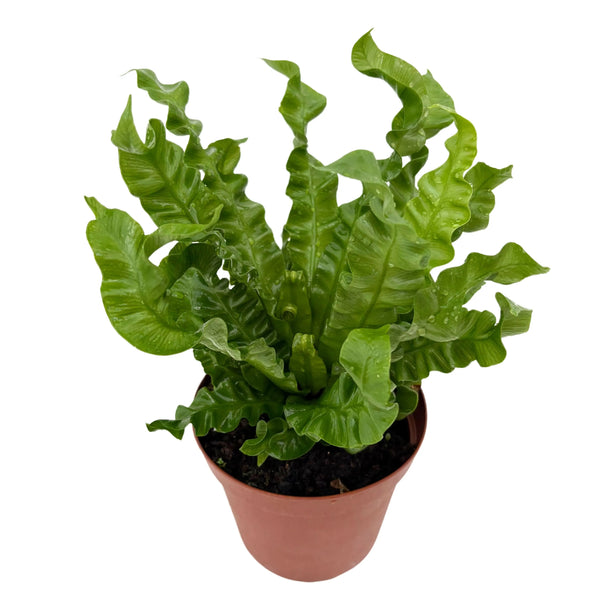 Asplenium Nidus ‘Ola Crujiente’