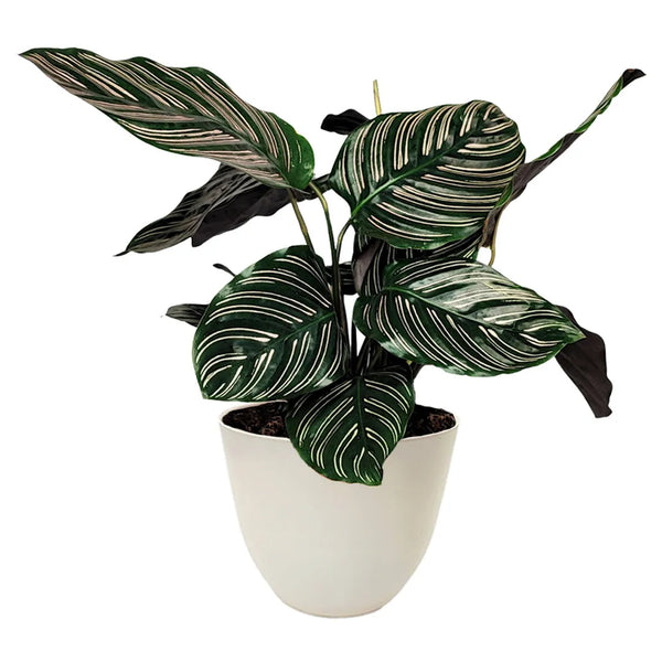 Calathea Ornata plant height 45 cm