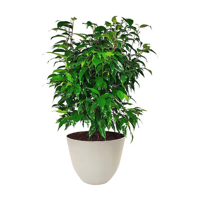 Ficus Benjamin D.19