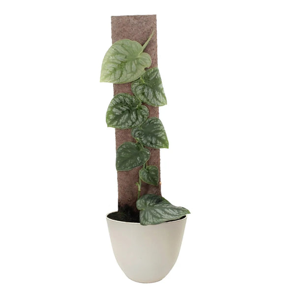 Monstera Dubia: Rampicante Tropicale da Interno dal Fascino Esotico