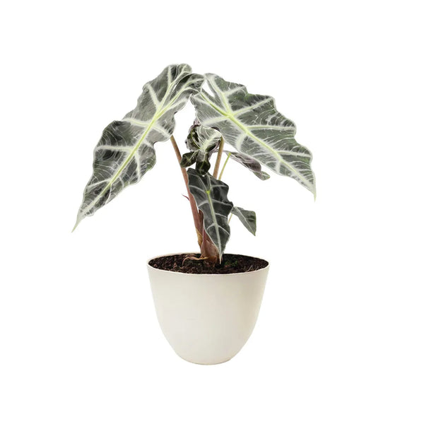 Alocasia Polly altura D.12 H.30 cm