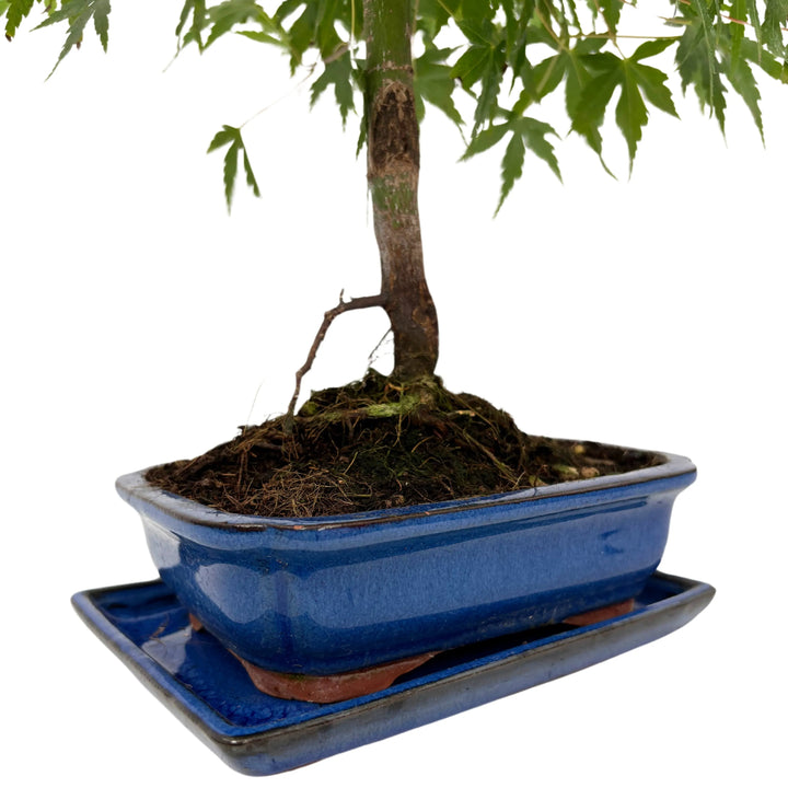 Dettaglio tronco e vaso smaltato blu di bonsai Acero verde