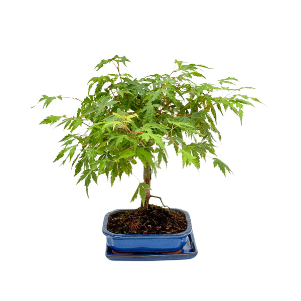 Bonsaï 7 Ans Érable Palmé (Acer Palmatum) - Collection Premium
