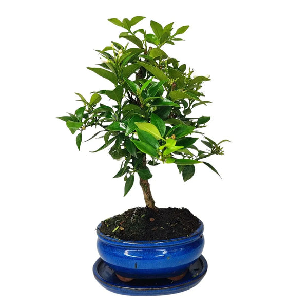 Bonsái 8 Años Citrus Myrtifolia (8 Años) - Colección Premium