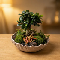 Geoterrarium with bonsai D.31