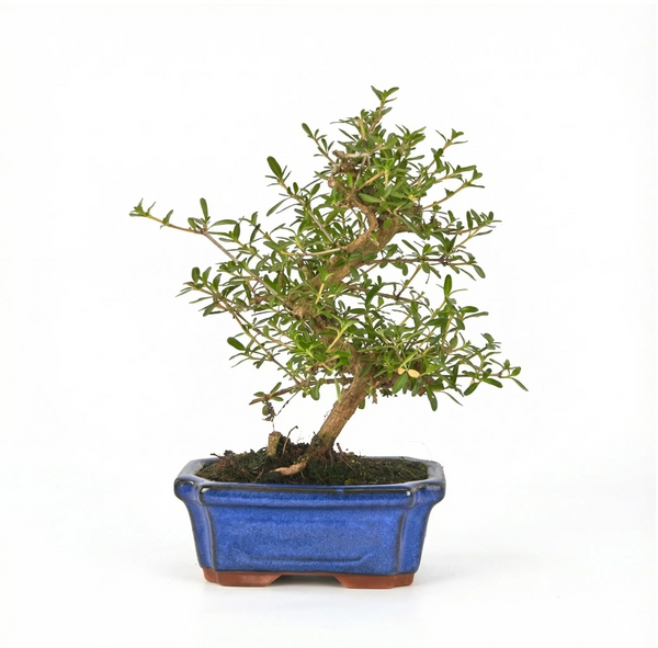 Bonsai Coprosma 7 Jahre - Premium Kollektion