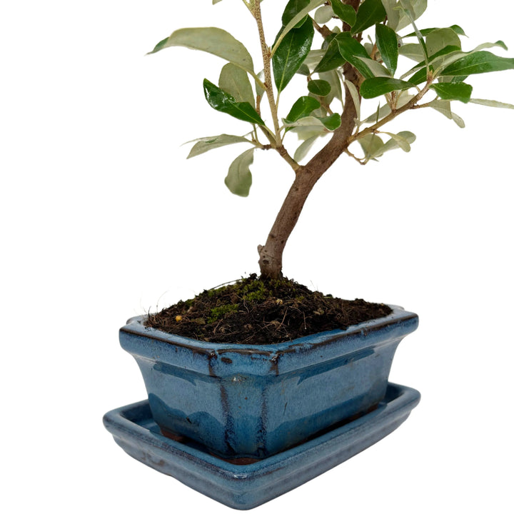 Bonsai da collezione - dettaglio del tronco curvato dell'Elaeagnus e vaso ceramico blu