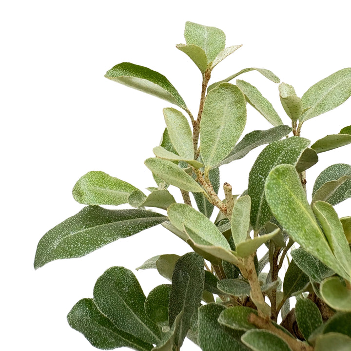 Bonsai Elaeagnus Premium - primo piano delle foglie verde argento