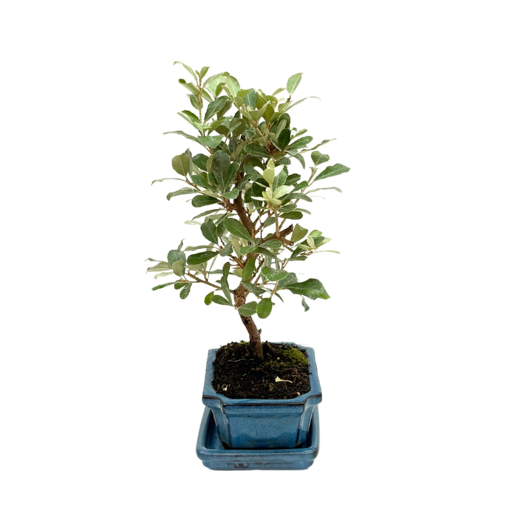 Bonsai Elaeagnus - vista laterale con foglie lucide e vaso smaltato, ideale per esterni