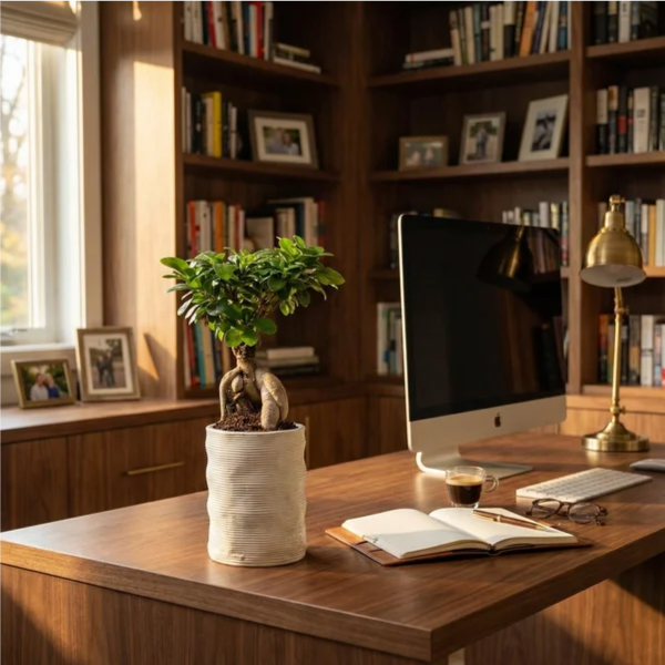 Bonsai Ficus Ginseng vaso - su scrivania in noce con lampada e accessori, in ambiente ufficio moderno