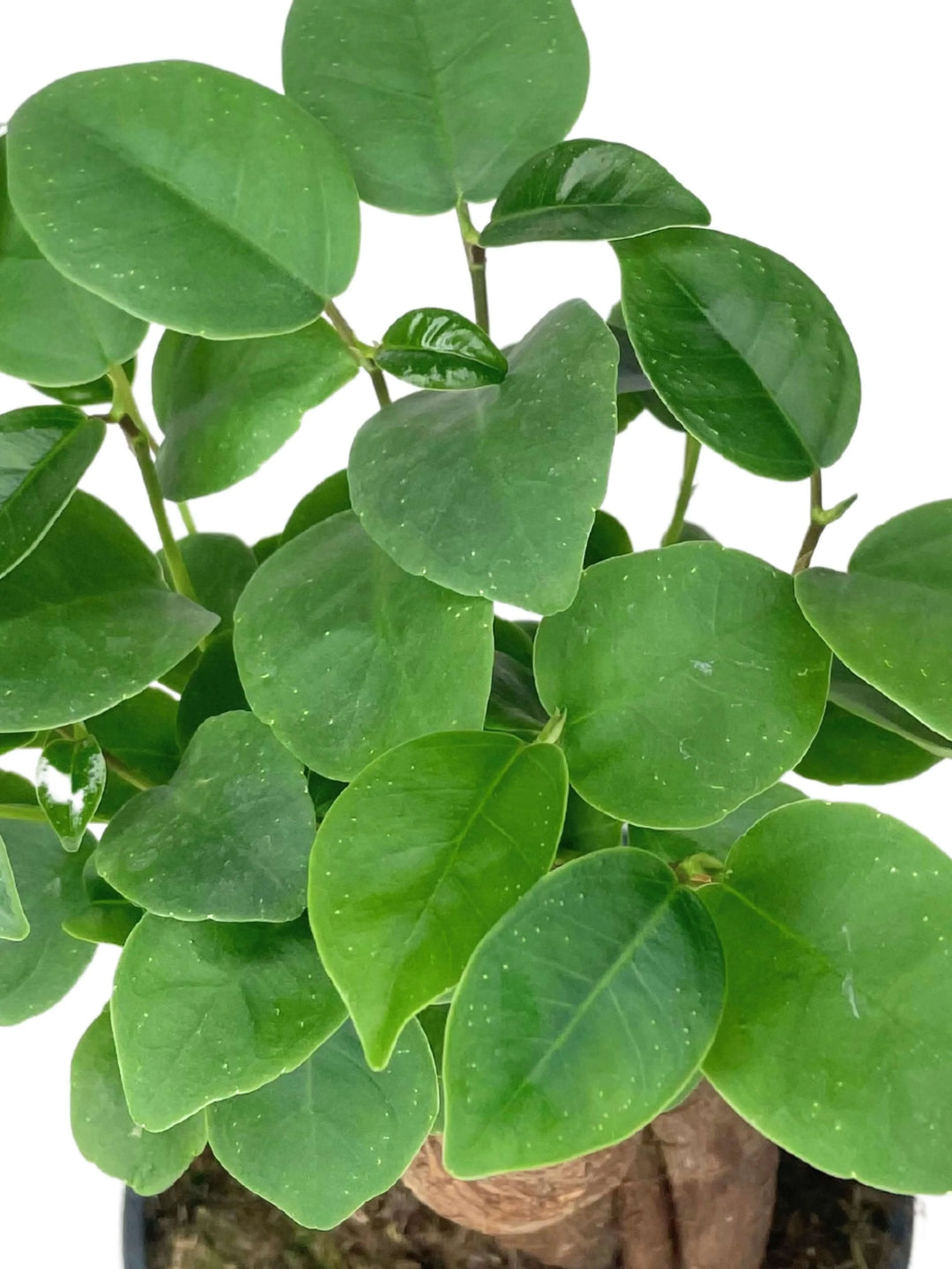 Dettaglio foglie lucide del Bonsai Ficus Ginseng Mini - primo piano della chioma