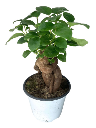 Mini Ficus Ginseng Bonsai D.10 H.25 cm