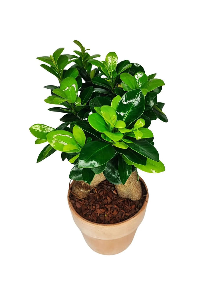 Dettaglio del vaso in terracotta per il Bonsai Ficus Ginseng, favorisce la traspirazione
