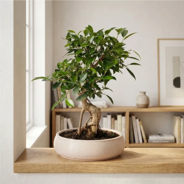 Bonsai Ficus Retusa, dettaglio del vaso in ceramica ovale con etichetta IGDG Officine