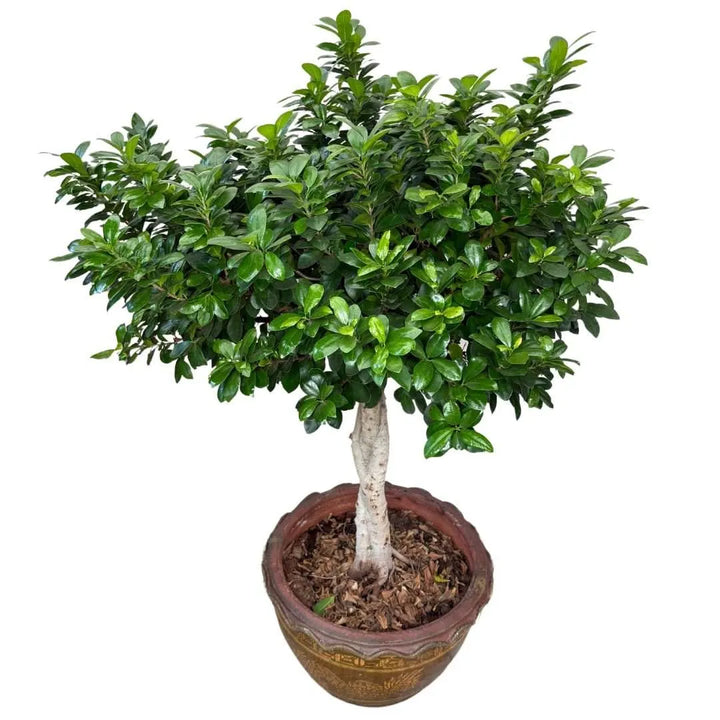 Vista dall'alto della chioma verde compatta del Bonsai Ficus Ginseng ad alberello in vaso orientale