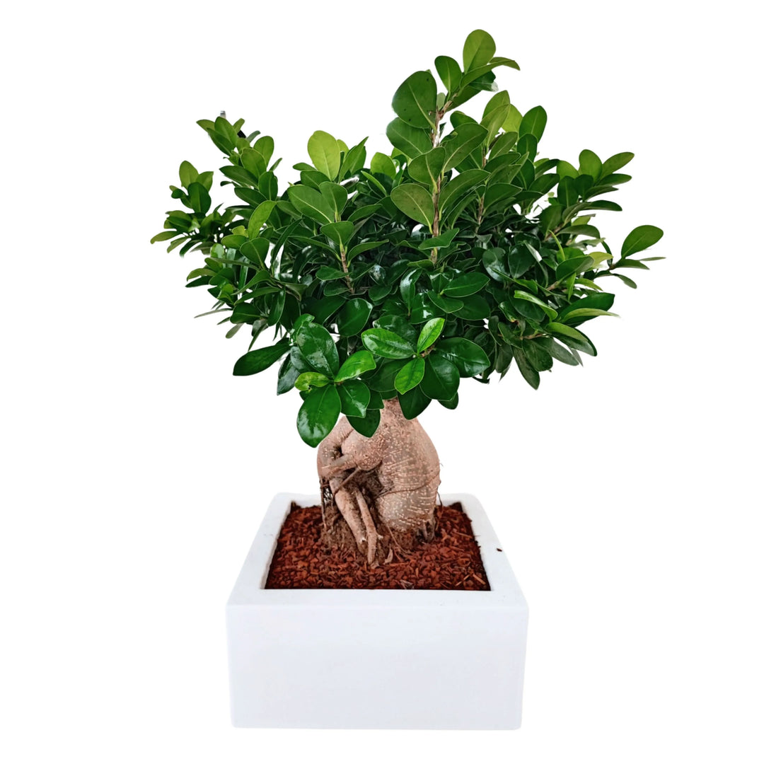 Bonsai Ficus Ginseng in vaso Minos - pianta da interno con sfondo neutro