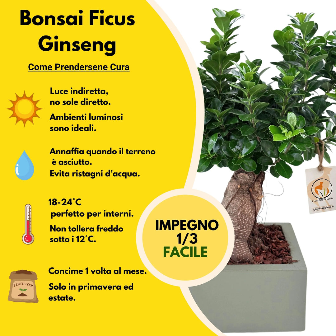 Bonsai Ficus Ginseng con vaso Minos bianco - ideale per l'ufficio