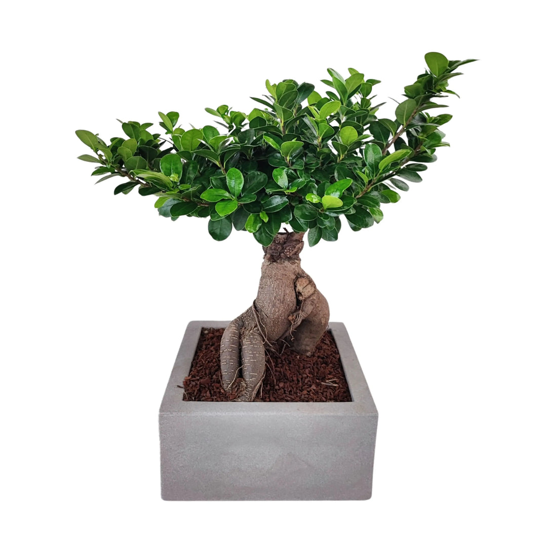 Bonsai Ficus Ginseng in vaso Minos - pianta completa con vaso quadrato