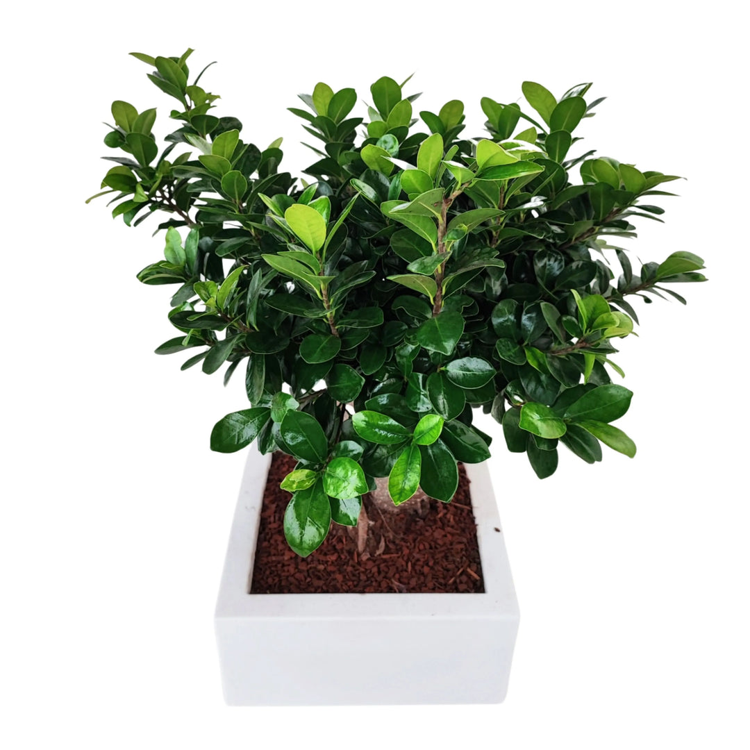Bonsai Ficus Ginseng in vaso Minos - vista dall'alto del fogliame