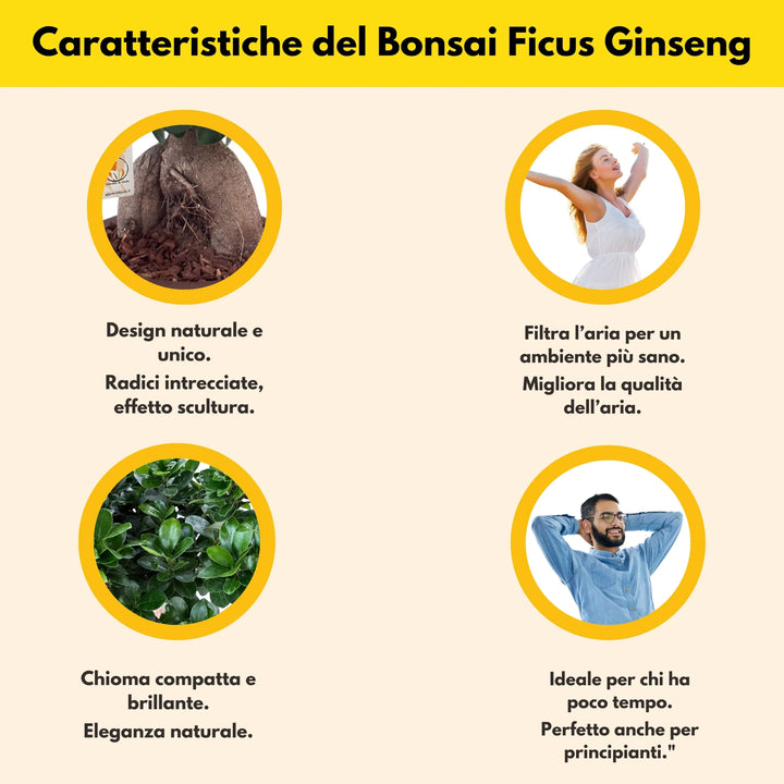 Bonsai Ficus Ginseng in vaso Minos antracite - pianta decorativa