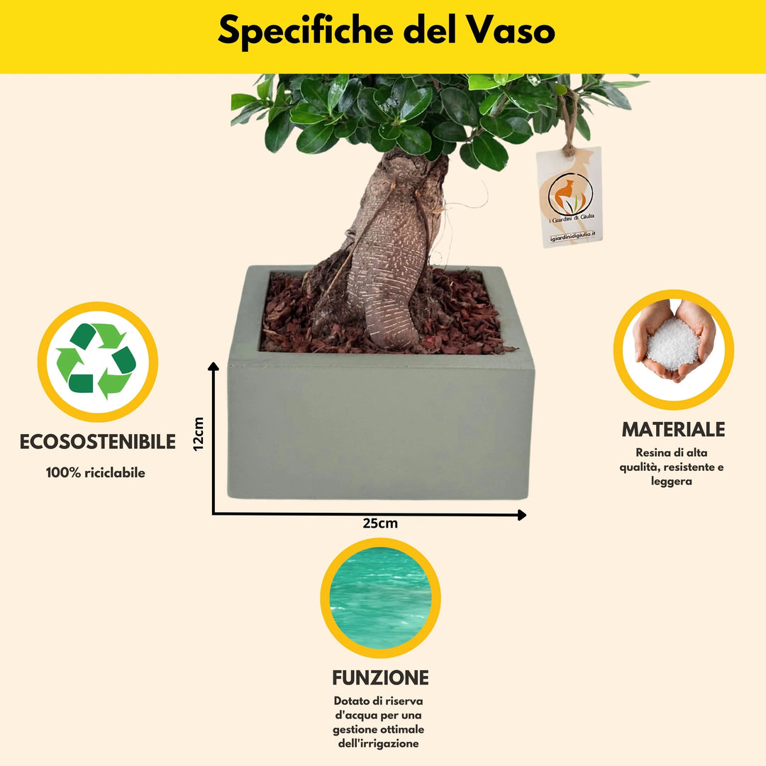 Bonsai Ficus Ginseng con vaso Minos tortora - dettaglio radici aeree